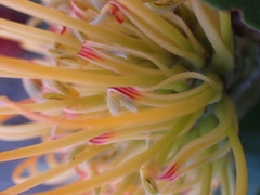 Leucospermum praecox