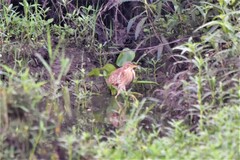 Ixobrychus cinnamomeus