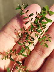 Euphorbia maculata