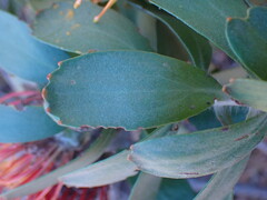 Leucospermum praecox