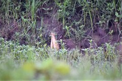 Ixobrychus cinnamomeus