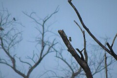 Psilopogon haemacephalus