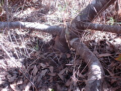 Leucospermum praecox
