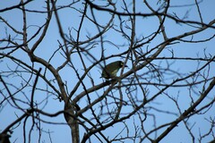 Psilopogon haemacephalus