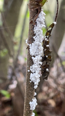 Prociphilus tessellatus