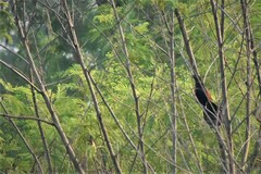 Centropus sinensis