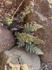 Cheilanthes eckloniana