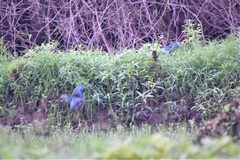 Porphyrio poliocephalus