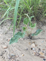 Nyctaginia capitata