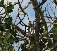 Setophaga coronata auduboni