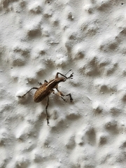 Charagmus gressorius