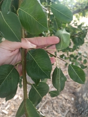 Pyrus bourgaeana