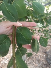 Pyrus bourgaeana