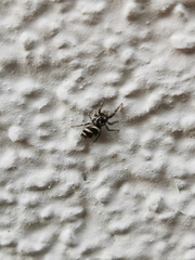Salticus scenicus