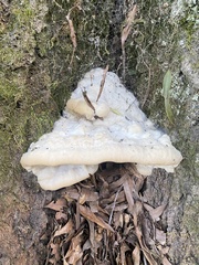 Climacodon septentrionalis