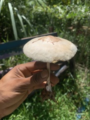 Chlorophyllum molybdites