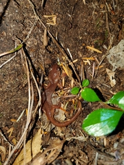 Ensatina eschscholtzii