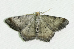 Macaria minorata