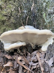 Climacodon septentrionalis