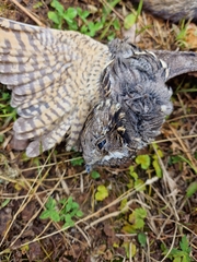 Caprimulgus europaeus