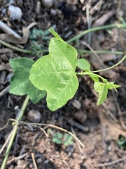 Passiflora lutea