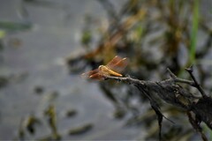 Brachythemis contaminata