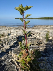 Physocarpus intermedius