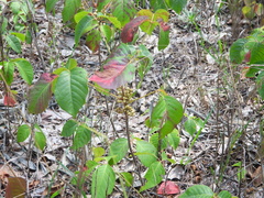 Toxicodendron