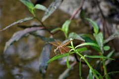 Brachythemis contaminata