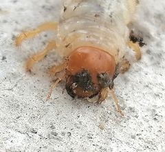 Phyllophaga