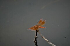 Brachythemis contaminata