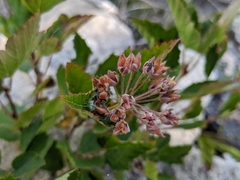 Physocarpus intermedius