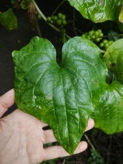Dioscorea