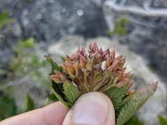 Physocarpus intermedius
