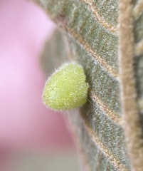 Caryomyia persicoides