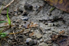 Oecophylla smaragdina