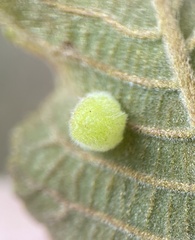 Caryomyia persicoides