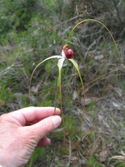 Caladenia excelsa