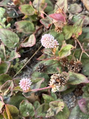 Persicaria capitata