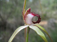 Caladenia excelsa