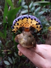 Onychorhynchus coronatus