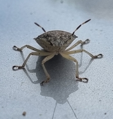 Rhaphigaster nebulosa