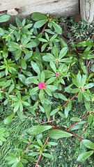 Portulaca amilis