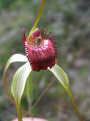 Caladenia excelsa