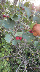Crataegus laevigata
