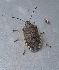 Rhaphigaster nebulosa