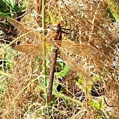 Aeshna grandis