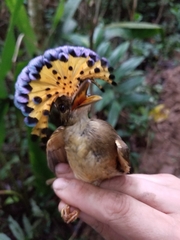 Onychorhynchus coronatus