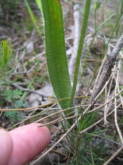 Caladenia excelsa