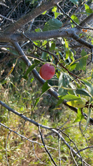 Prunus americana